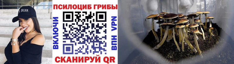 Купить где  Дмитриев  Галлюциногенные грибы Magic Shrooms 